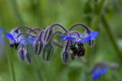 bourrache officinale