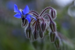 bourrache officinale