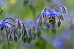 bourrache officinale
