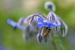 bourrache officinale