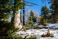 Vosges