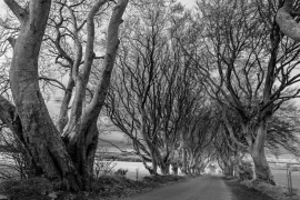 Dark Hedges, Ireland