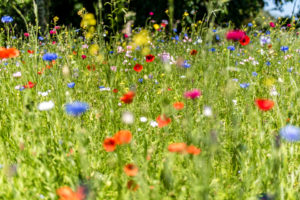Couleurs d&rsquo;été