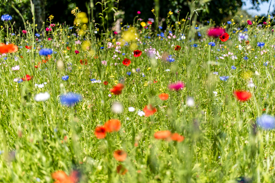 Couleurs d&rsquo;été