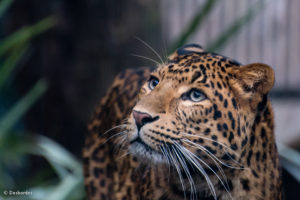 Comme un lion en cage