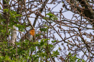 Le rouge-gorge de Kerleo