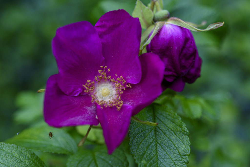 L&rsquo;églantier n&rsquo;est pas commun